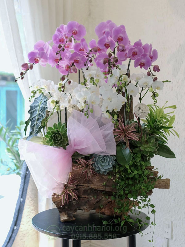 Liên hệ Cây Cảnh Hà Nội nhận báo giá thu mua lan hồ điệp