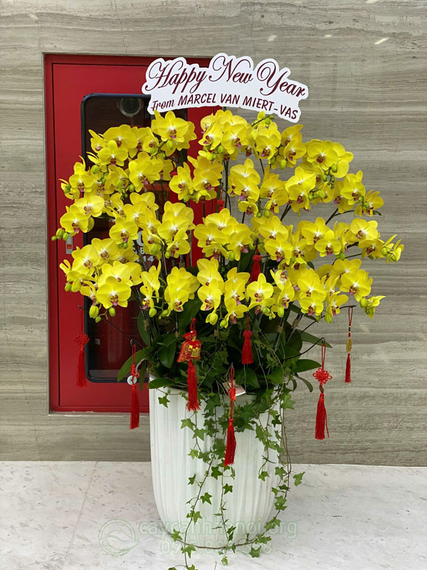 Bí quyết chăm sóc lan hồ điệp sau Tết