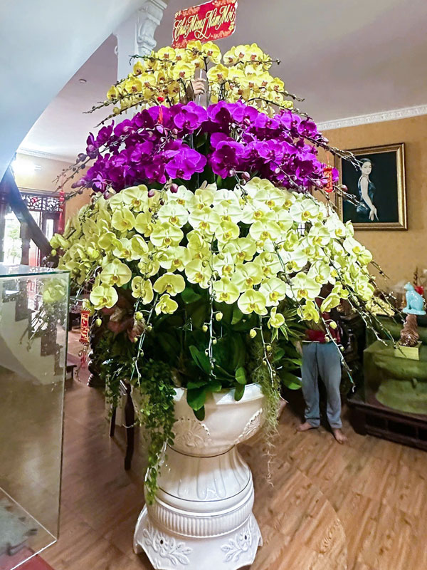 Cách chăm sóc lan hồ điệp sau Tết