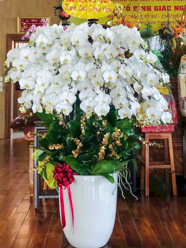 Chậu lan hồ điệp sau Tết chiếm nhiều diện tích
