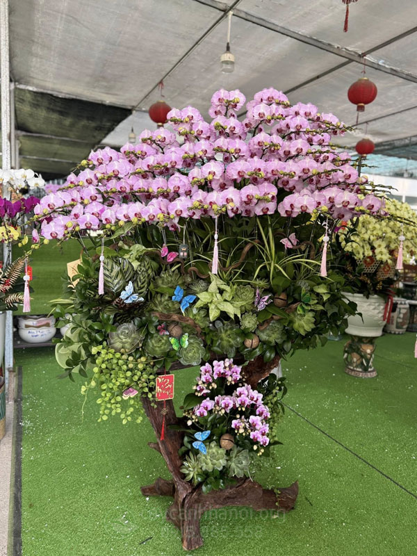 Cửa hàng Cây Cảnh Hà Nội mua lan hồ điệp thanh lý giá cao