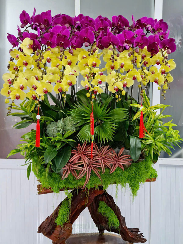 Giá trị lan hồ điệp sau Tết