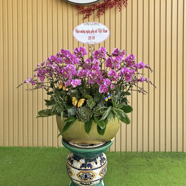 Hướng dẫn chăm sóc lan hồ điệp sau Tết