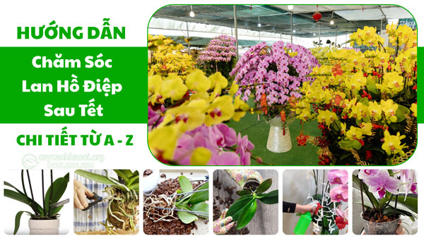 Hướng dẫn chăm sóc lan hồ điệp sau Tết