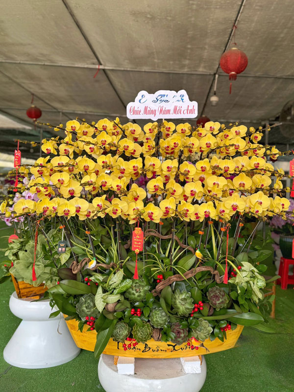 Liên hệ mua hoa hồ điệp sau Tết giá cao