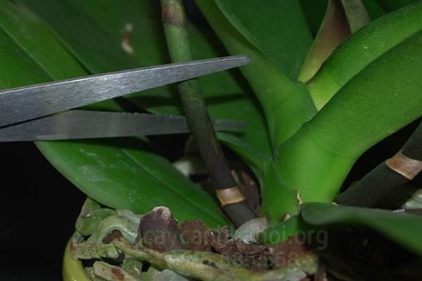 Lựa chọn vị trí cắt cành lan hồ điệp sau Tết