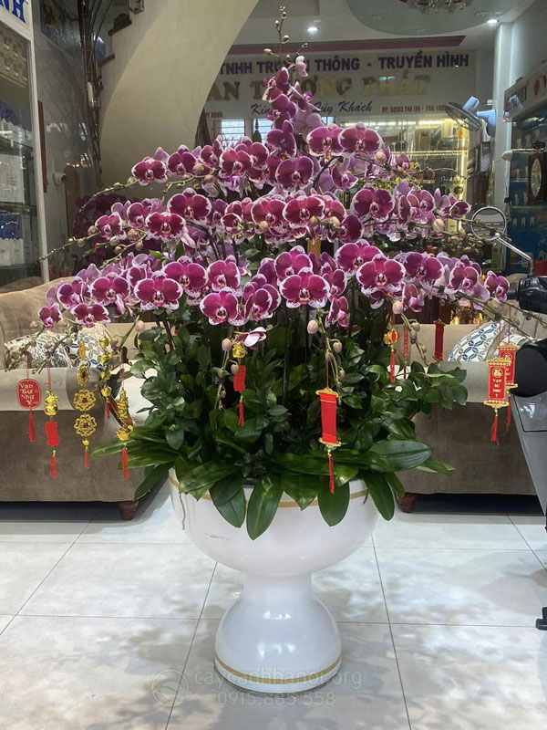 Nơi cung cấp dịch vụ thu mua hoa hồ điệp sau Tết