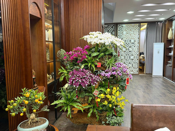 Nơi thu mua hoa lan hồ điệp sau Tết uy tín tại Hà Nội