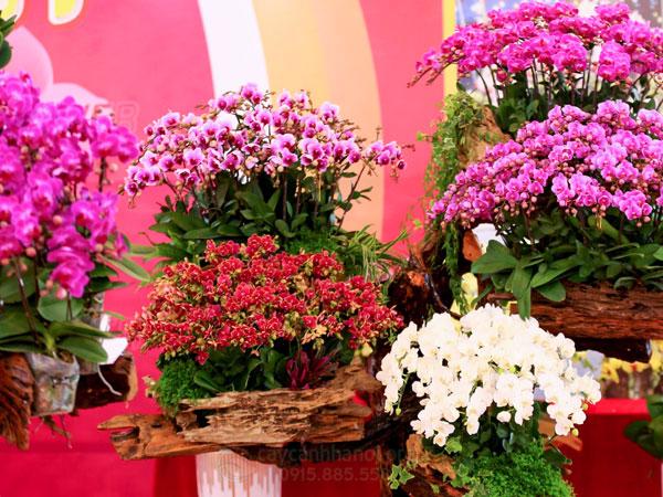 Nơi thu mua hoa lan hồ điệp Tết giá cao tại Hà Nội