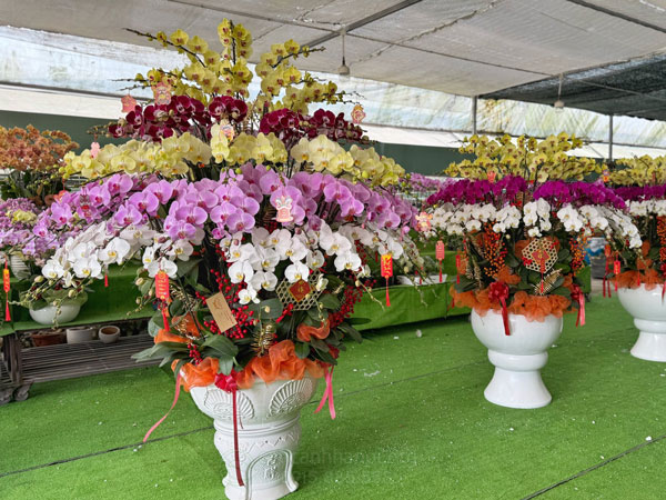 Nơi thu mua lan hồ điệp sau Tết giá tốt tại Hà Nội