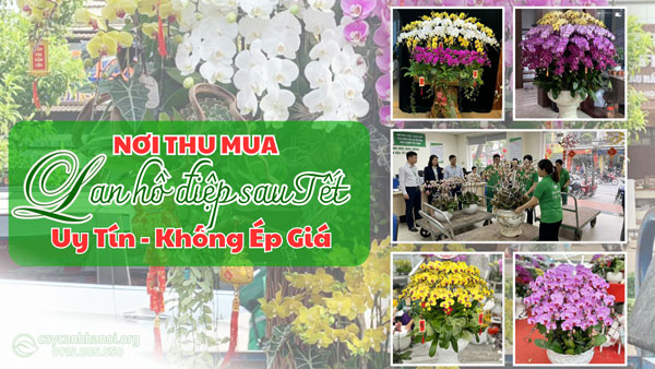 Nơi thu mua lan hồ điệp sau Tết uy tín