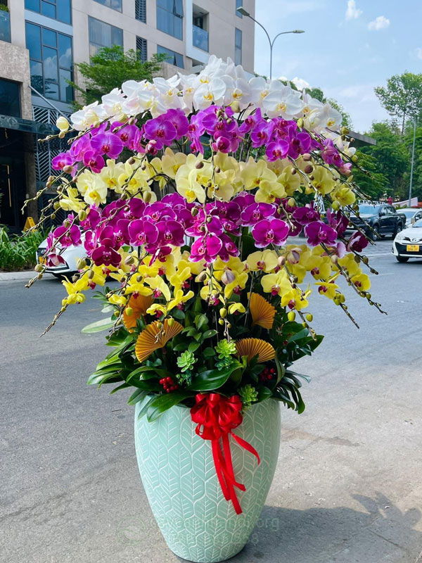 Quy trình thu mua lan hồ điệp sau Tết 