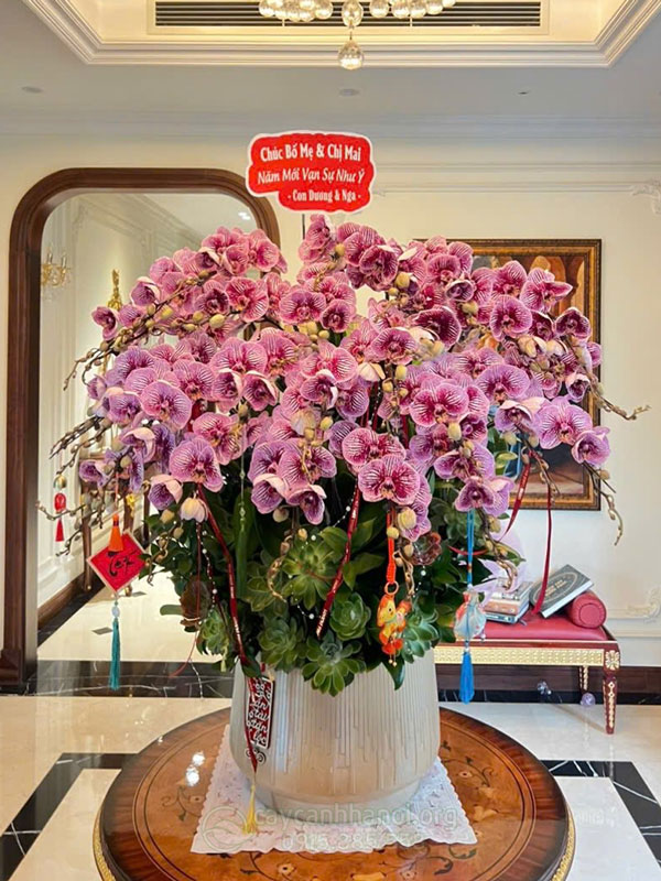 Sau Tết nhu câu thanh lý lan hồ điệp cao