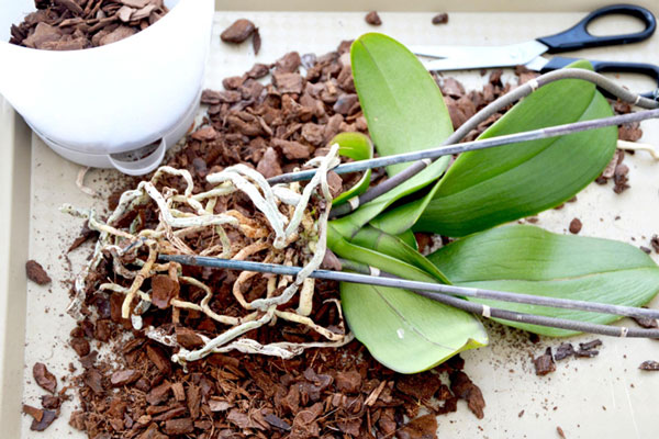 Thay chậu lan hồ điệp sau Tết