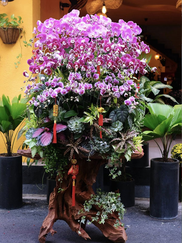 Thu mua lan hồ điệp đã tàn sau Tết