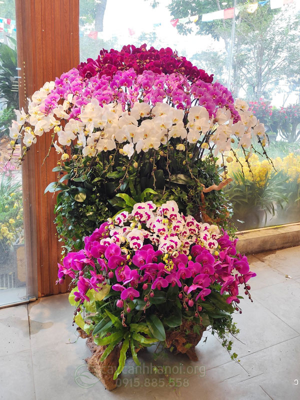 Thu mua hoa lan sau Tết tại Hà Nội