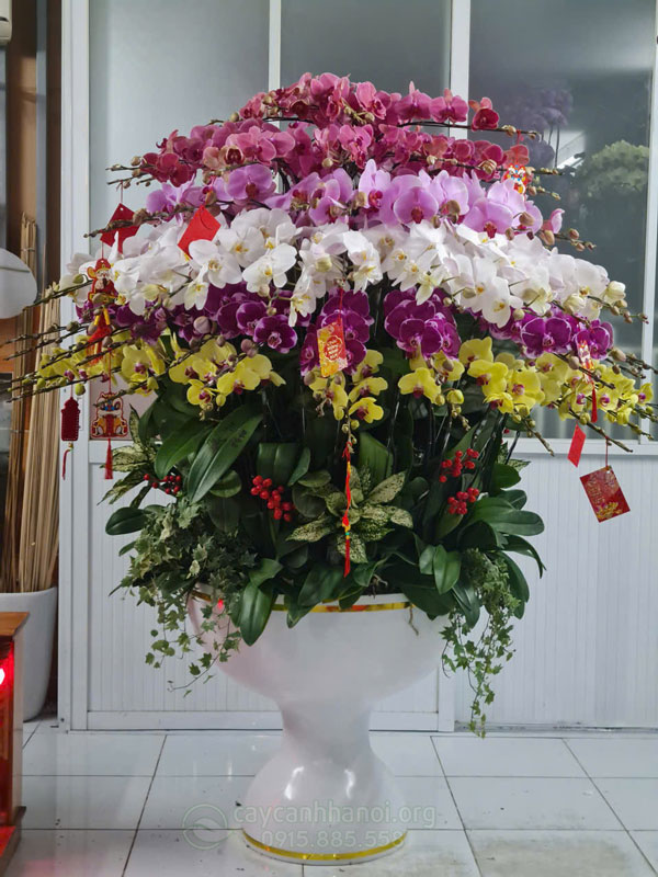 Thu mua lan hồ điệp thanh lý sau Tết