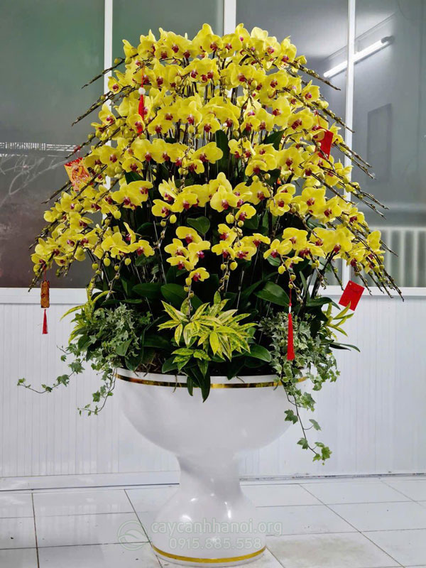 Thu mua lan hồ điệp trưng bày sau Tết