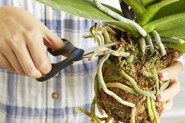 Rễ khỏe là nền tảng cho cách nuôi lan hồ điệp sau tết.