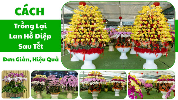 Cách trồng lại lan hồ điệp sau Tết
