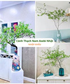Cành thạch nam Asebi Nhật