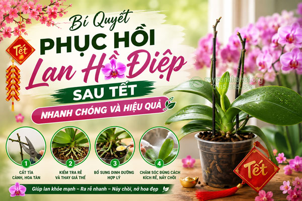 Bí Quyết Phục Hồi Lan Hồ Điệp Sau Tết
