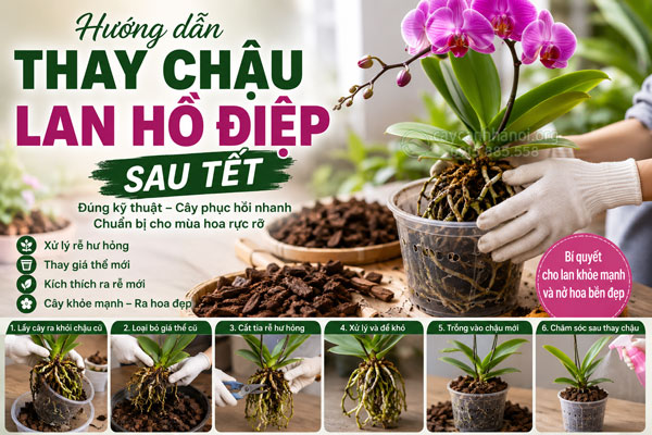 Hướng dẫn thay chậu lan hồ điệp sau Tết