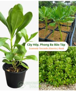 Cây Hếp, Phong Ba Bão Táp - Scaevola Taccada (Gaertn.) Roxb