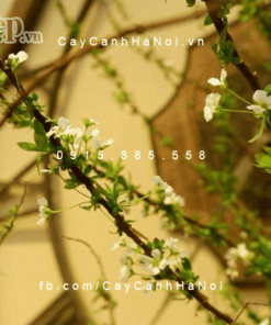 Cành hoa tuyết mai Đài Loan chơi Tết