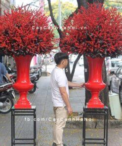 Cành hoa Đào Đông chơi tết