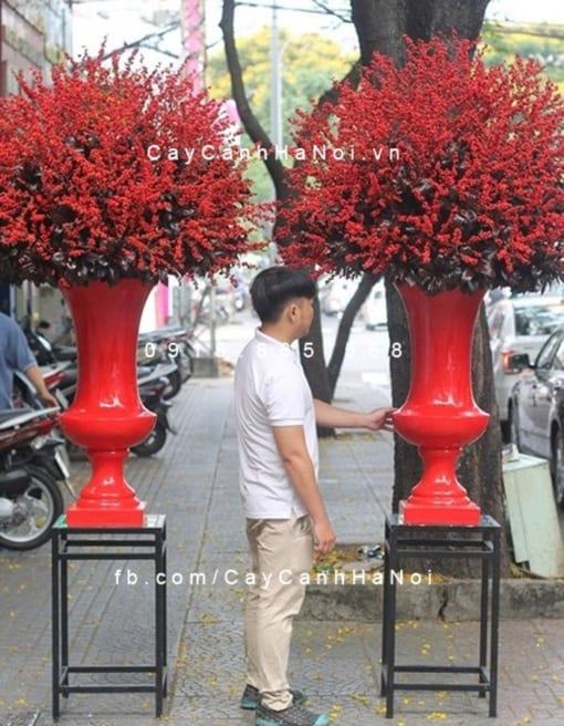 Cành hoa Đào Đông chơi tết