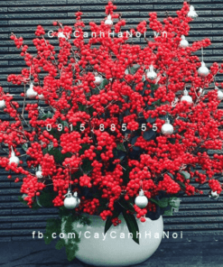 Cành hoa Đào Đông chơi tết