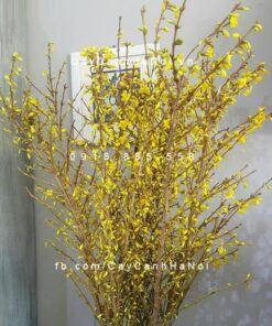Cành hoa Mai Mỹ chơi Tết