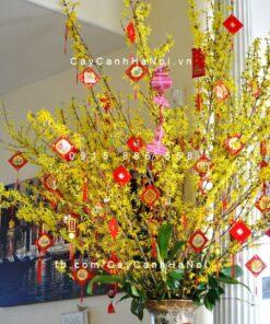 Cành hoa Mai Mỹ chơi Tết