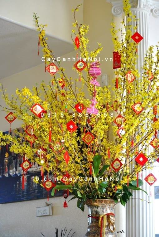 Cành hoa Mai Mỹ chơi Tết