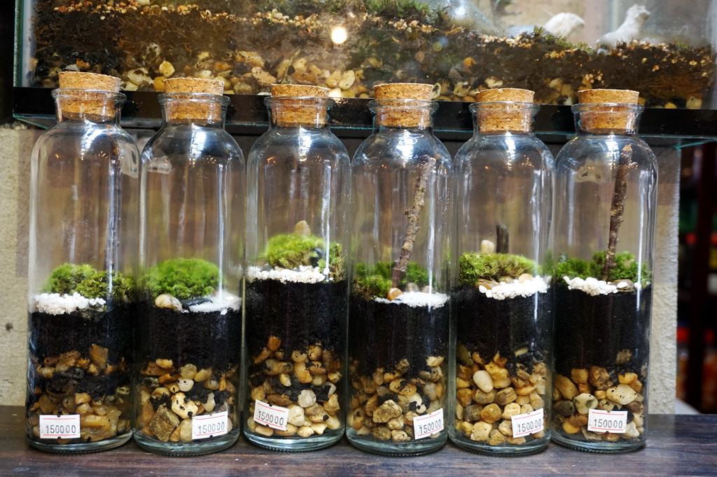 Tiểu cảnh lọ thủy tinh