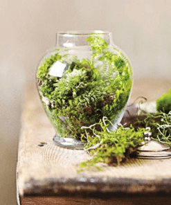 Cây cảnh trong lọ thủy tinh