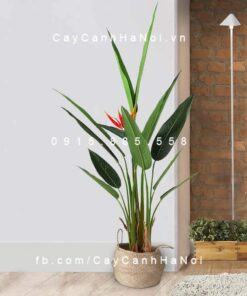 Cây Chuối Thiên Điểu