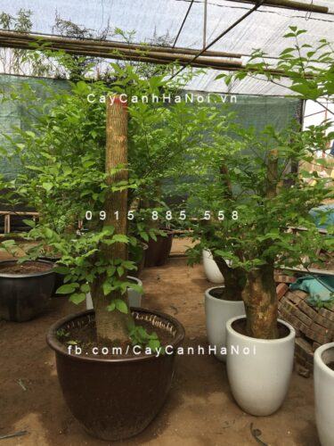 Cây Heteropanax fragrans