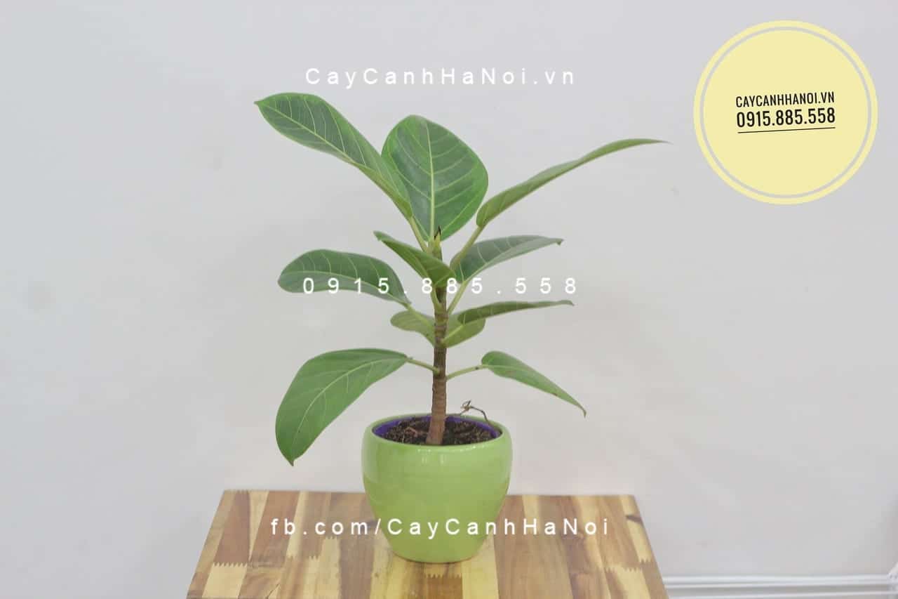 Cây Mít cảnh Đài Loan