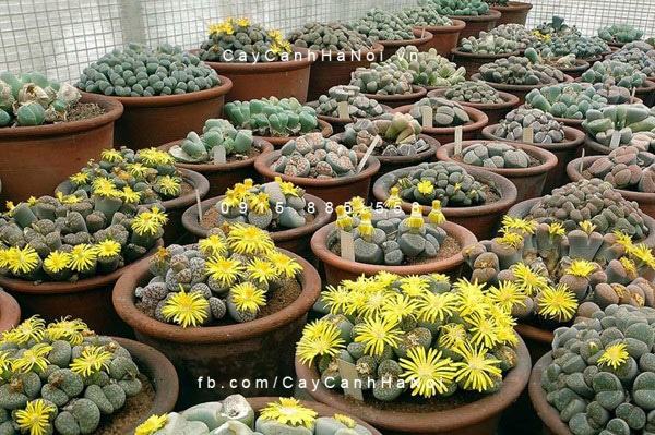 Cây thạch lan lithops