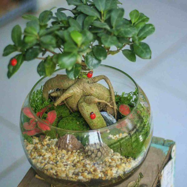 Tiểu cảnh cây si