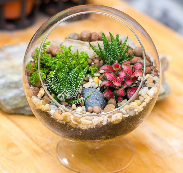 Cây tiểu cảnh để bàn