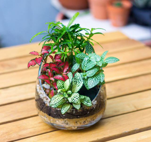 Tiểu cảnh mini