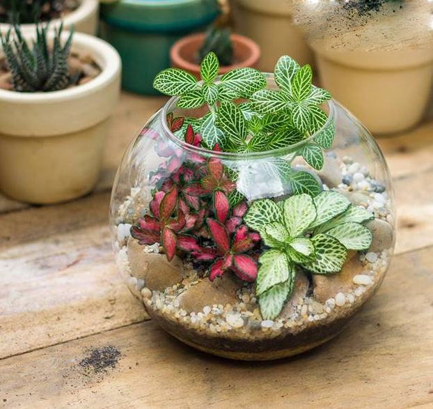 Làm đẹp không gian với tiểu cảnh mini