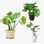 Cây trầu bà lá rách