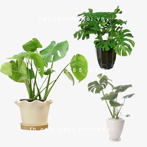 Cây trầu bà lá rách