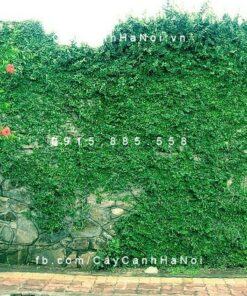 Cây thằn lằn, vảy ốc , trâu cổ