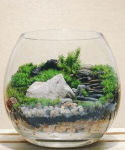 Terrarium cây trồng trong lọ thủy tinh