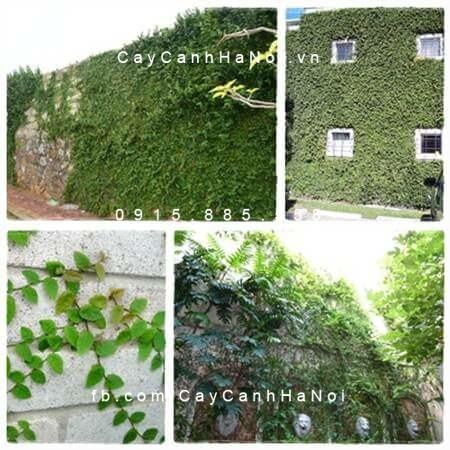 Hình ảnh cây vảy ốc, trâu cổ, thằn lằn
